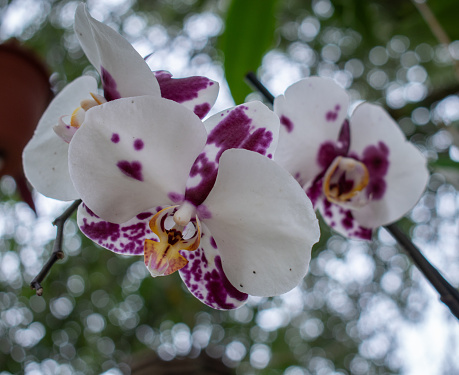 Purple Orchid under canopy with sky shining through
