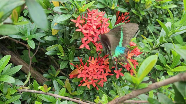 Papilio crino Or Common Banded Peacock Butterfly