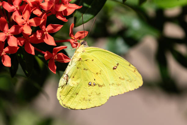Butterflies and flowers