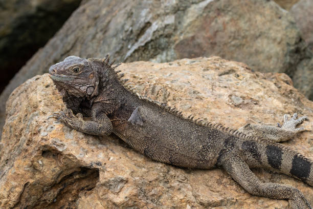 istock Green iguana laying on rock. 1944007404