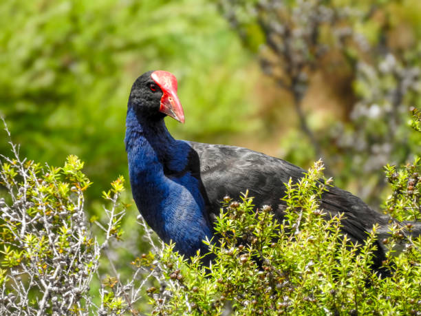 Pukeko/Australasian Swamphen Looking from Bush