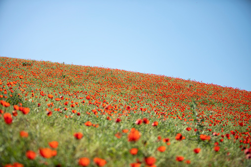 a red carpet of poppy flower in mountain