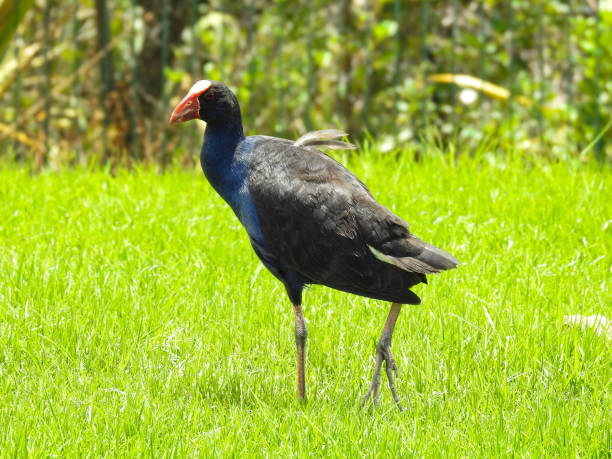 istock Pukeko/Australasian Swamphen in Parkland 1944016320
