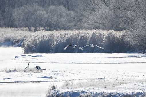A red-crowned crane couple flying in front of hoarfrost trees in Tsurui village, Hokkaido.