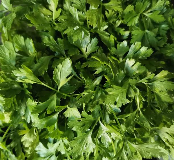 kuvapankkikuvat ja rojaltivapaat kuvat aiheesta parsley - flat leaf parsley