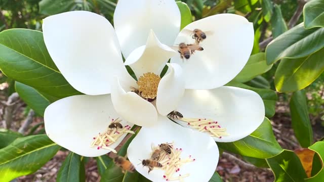 Bees in Magnolia Collecting Pollen
