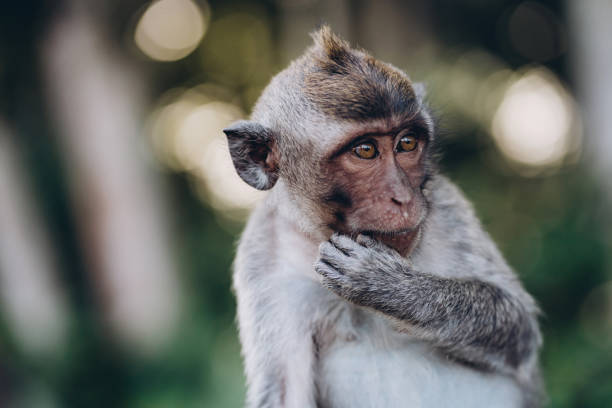 istock Close up shot of adorable monkey with nature background 1944033366