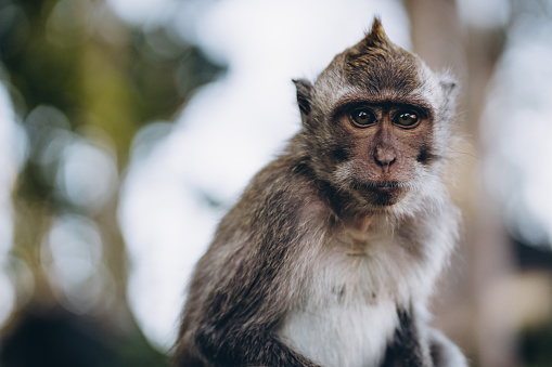 Close up shot of adorable monkey with nature background. Cute macaque in sacred monkey forest