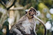 Close up shot of monkey with tail in mouth
