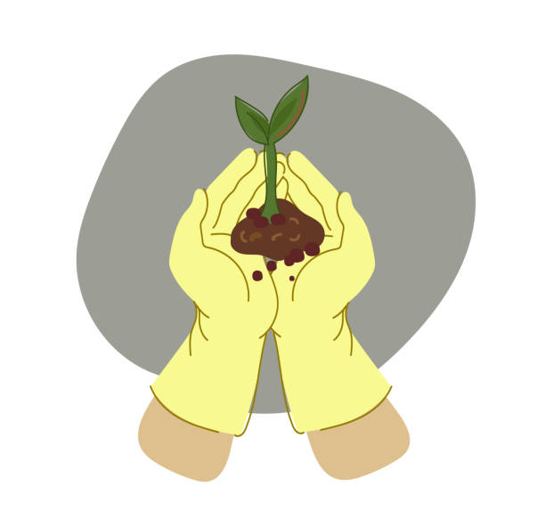 hand holding small tree for planting. home gardening. - plant holding hands seed human hand stock illustrations