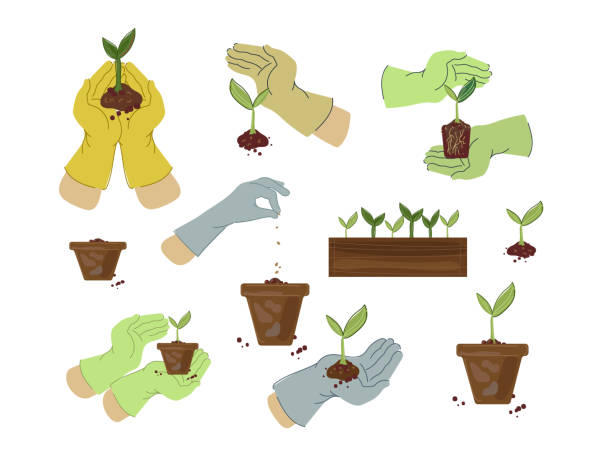 рука держит маленькое деревце для посадки. приусадебное садоводство. - plant holding hands seed human hand stock illustrations