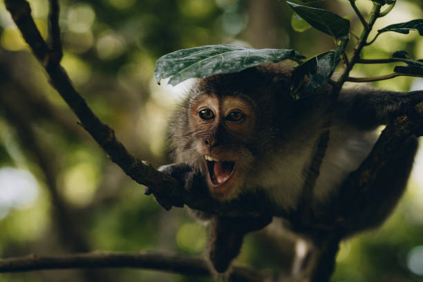 istock Close up shot of smiling with teeth monkey hanging on branch 1944059911