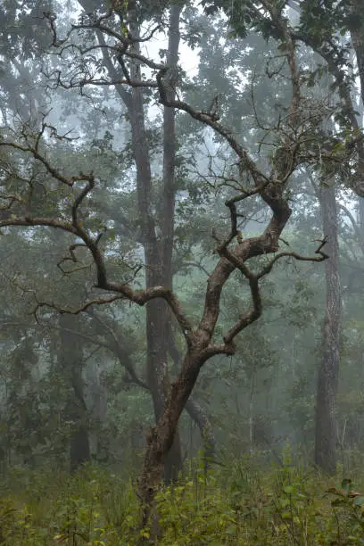 Old, twisted, crooked tree in the mist in the deciduous forest of Chitwan national park