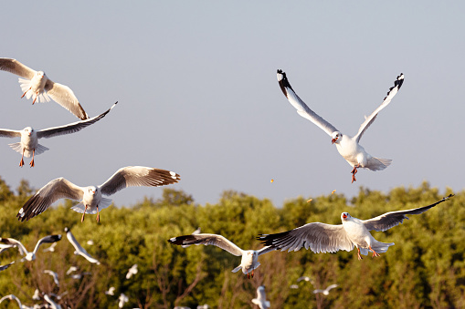 Seagulls flying in the sky seabirds, seagulls. Close-up seagull shot. Nature of wildlife at Bang Pu Recreation Center Samut Prakan Thailand.