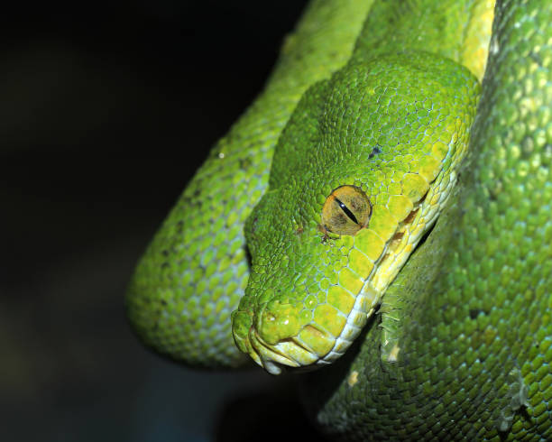 istock Snake amazon green snake and tree snake jungle reptile 1944096401