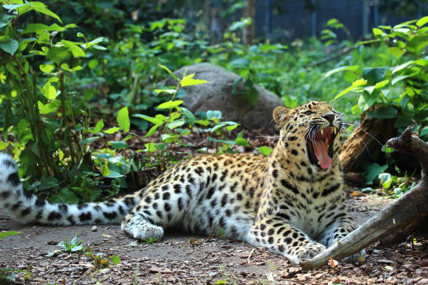 This is a snow leopard. It is extremely rare on the planet, mainly found in the mountainous areas of central Asia.It is a typical animal that lives on rocky cliffs in highlands and is a vulnerable species. It is a first-class protected wild animal by the country.