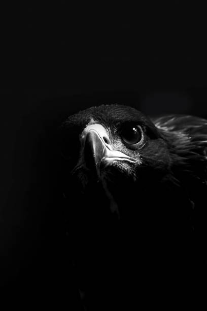 istock photo of a golden eagle 1944097425