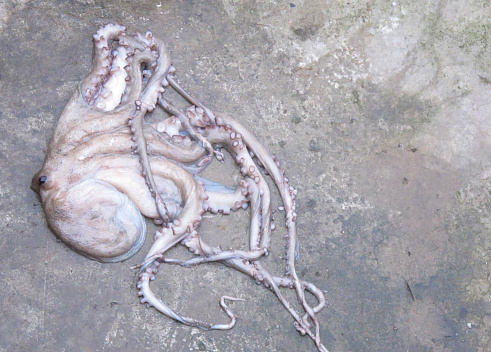 Octopus dried on the sun. Seafood, Crete island, Greece
