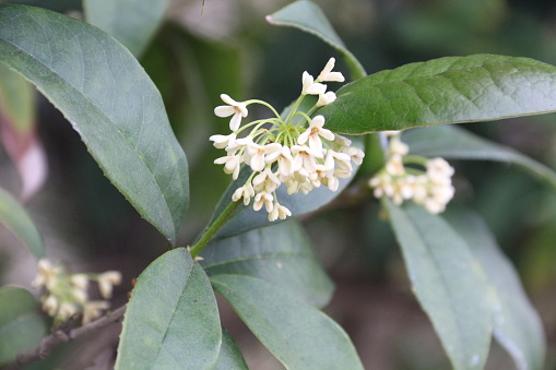 The rich aroma of osmanthus Fragrance is pleasant.