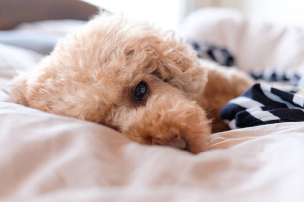 Toy Poodle about to fall asleep on a bed
