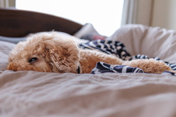 istock Toy Poodle resting on a bed 1944159267