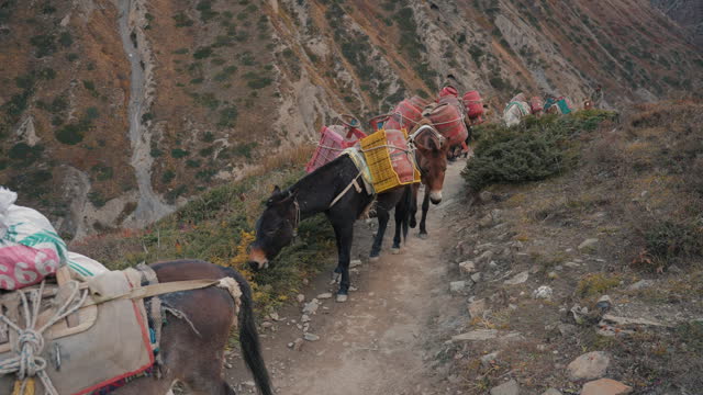 The horses lifting a load into the mountains