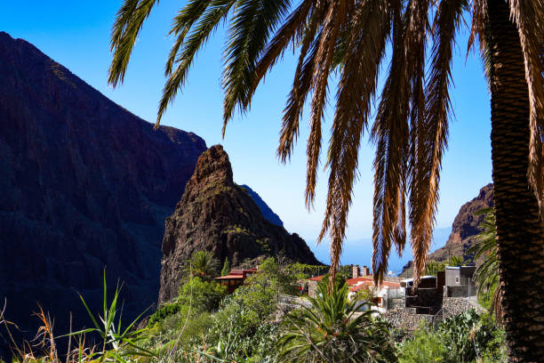 palmera frente a la montaña, capturada en el valle de masca, tenerife - imperial angelfish fotografías e imágenes de stock