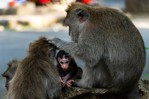 portrait of a little monkey surrounded by her family. Bali, Indonesia