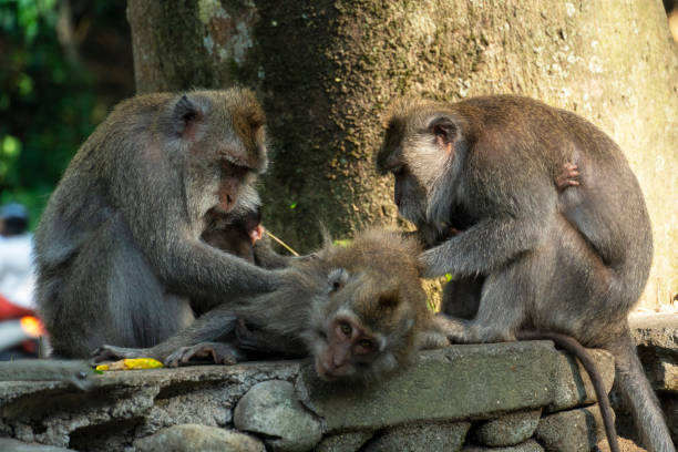 istock Monkey cleaning a friend by picking insect 1944186818