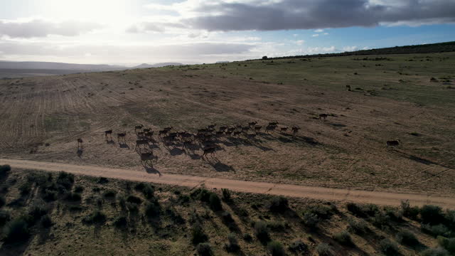 Eland roaming the farmlands in the Western Cape Province