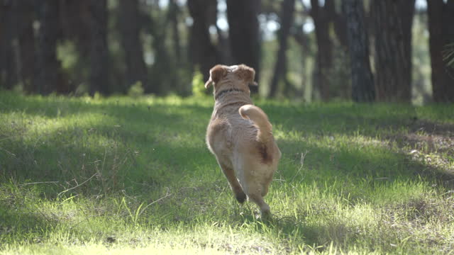 Slow motion of cute and funny dog breed golden retriever running in the forest and has fun