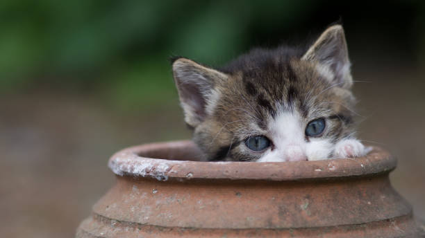 istock a little kitten is sitting in an old clay pot next to grass 1944218551