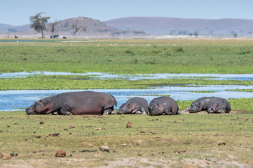 A scenic view of hippos in safari in Kenya