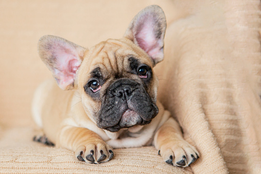 The French Bulldog, is a French breed of companion dog or toy dog.