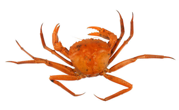 istock raw Atlantic red crab isolated on white background 1944246457