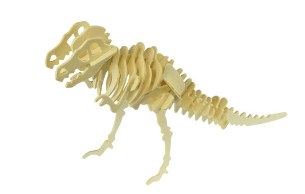 istock wood puzzle dinosaur skeleton isolated on white background 1944248014