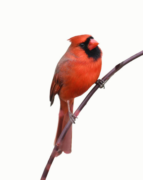istock male red cardinal standing on tree branch 1944254687