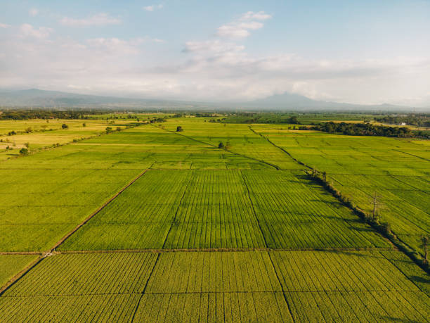istock Agriculture field with tall grass aerial view 1944256785