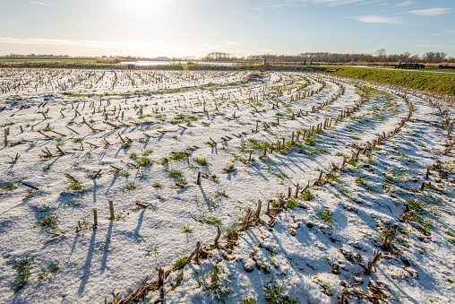 Curving rows of corn stubble in a large field. It is winter, the sun is low and it has snowed. The photo was taken in the Dutch province of North Brabant.