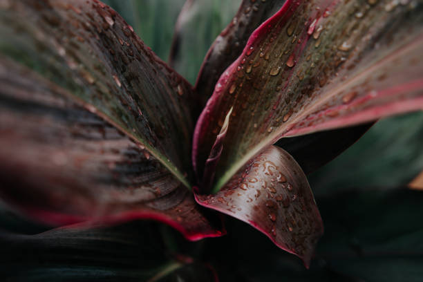 A close-up image of a wet, red leaf with fringed edges, showcasing vibrant colors and water droplets, part of a larger plant, suitable for an image caption dataset.