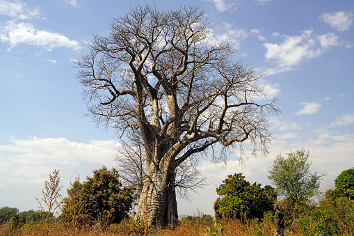 Baobab trees south Luangwa National Park - Zambie