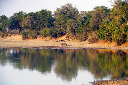 Luangwa National Park - Zambia