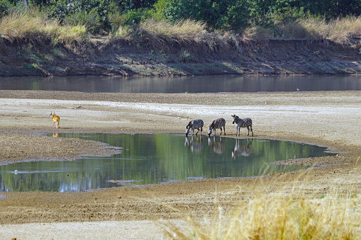 Zebras in south Luangwa National Park in Zambia