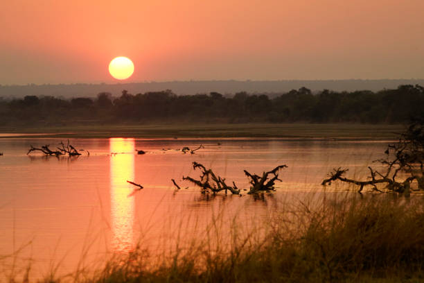 istock Luangwa National Park - Zambia 1944285006