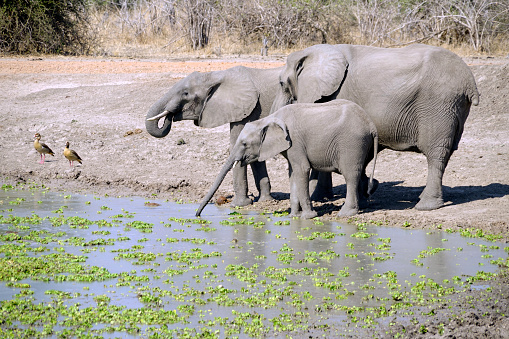 Elephants in South Luangwa National Park in Zambia