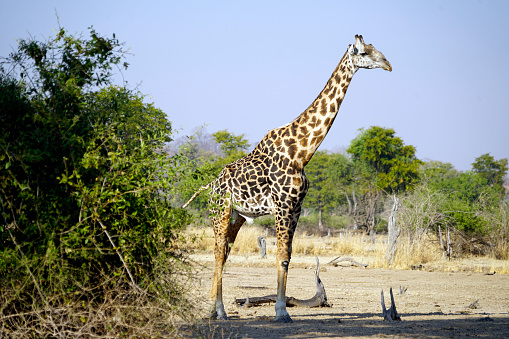 Thornicroft Girafe sanding in the bushveld in South Luangwa National Park, Zambia, Southern Africa (Giraffa)