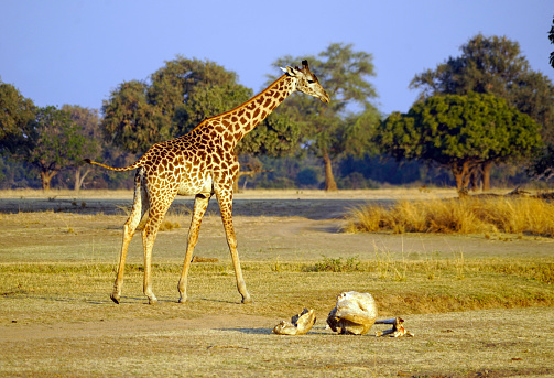Thornicroft Girafe sanding in the bushveld in South Luangwa National Park, Zambia, Southern Africa (Giraffa)