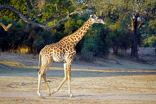 Thornicroft Girafe sanding in the bushveld in South Luangwa National Park, Zambia, Southern Africa (Giraffa)