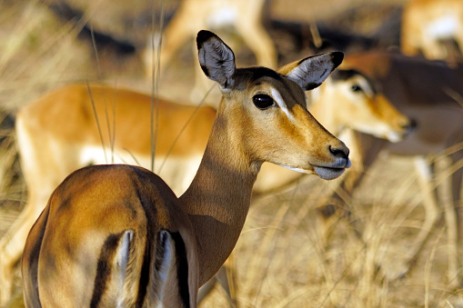 Antelopes (Impalas) in South Luangwa National Park in Zambia