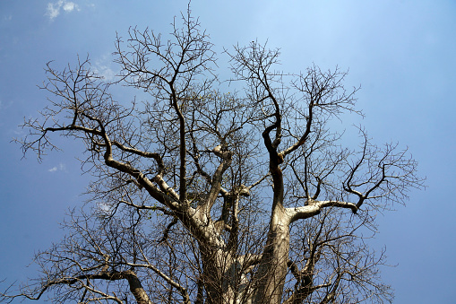 Baobab trees south Luangwa National Park - Zambie